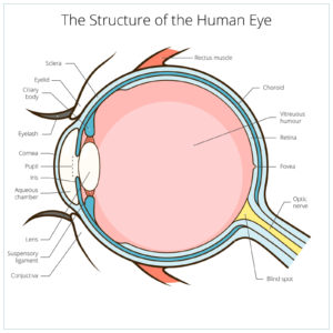 Bates method - eye structure