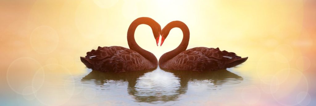 Love - swans