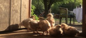 Permaculture - chicks
