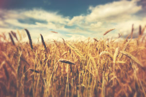 WHole grains - wheat