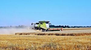 Whole grains - Agribusiness