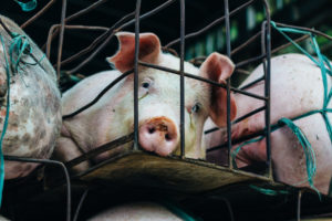 Factory farmed meat - pig in a cage