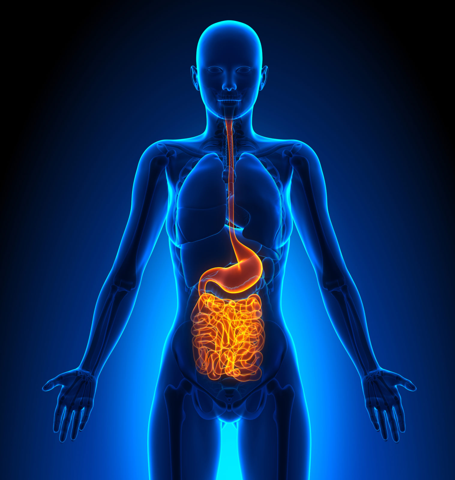 a-healthy-gut-is-the-foundation-of-well-being-in-mind-and-body